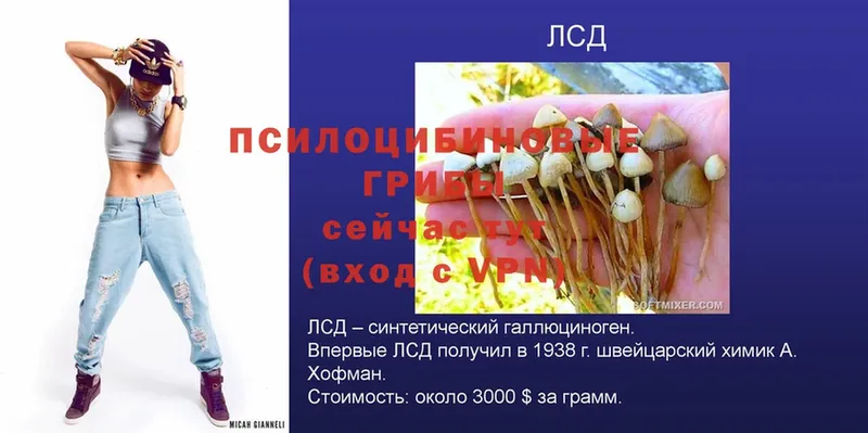 Псилоцибиновые грибы Cubensis  Березники 